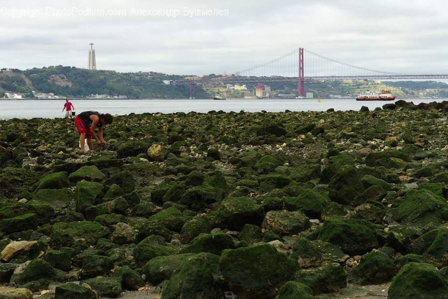 Plant, Human, Person, Moss, Building