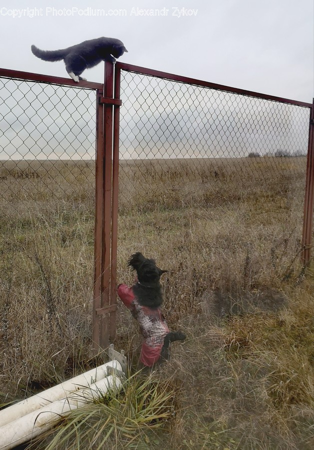 Bird, Animal, Fence, Fowl, Poultry