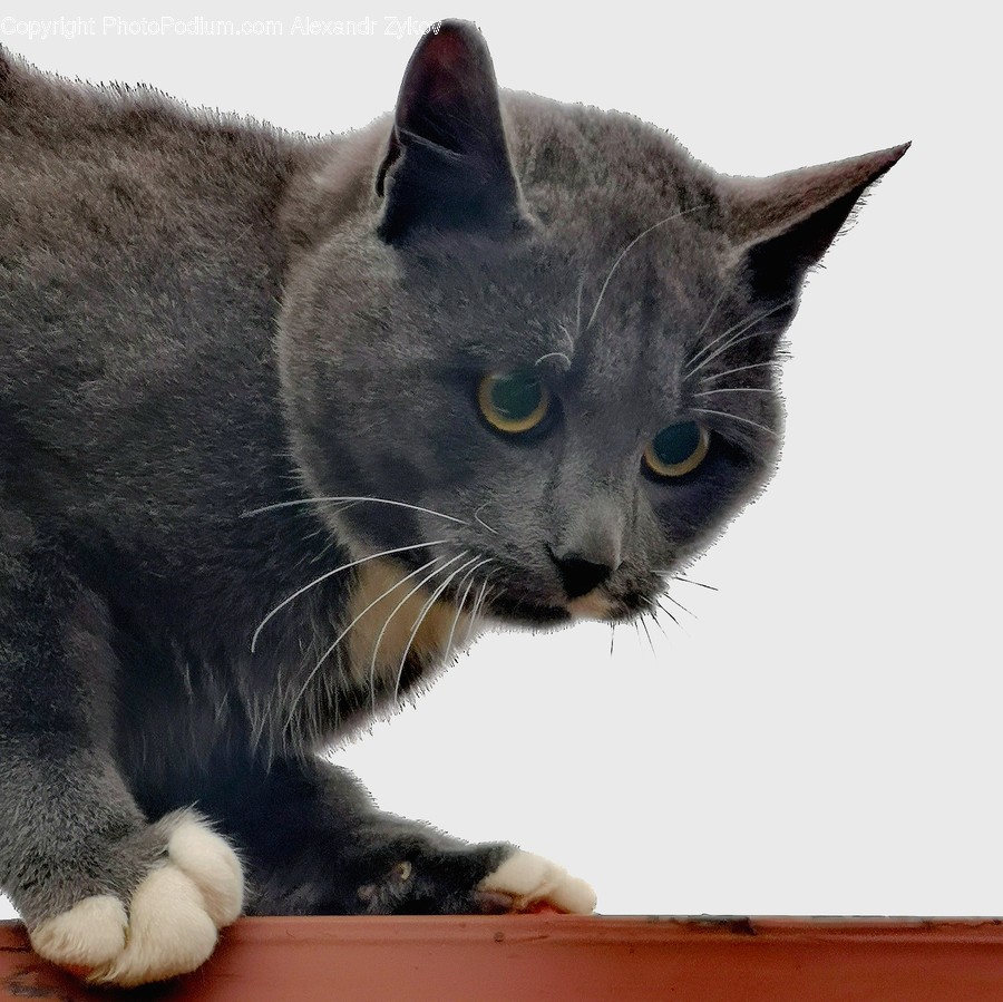 Mammal, Pet, Cat, Manx, Animal