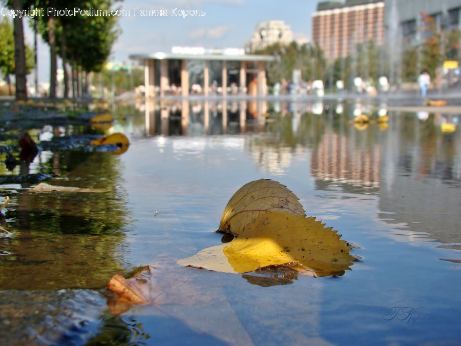 Nature, Water, Person, Human, Leaf