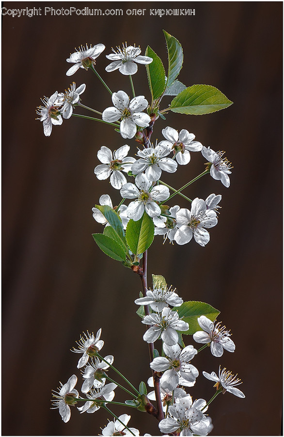 Plant, Flower, Blossom, Apiaceae, Geranium