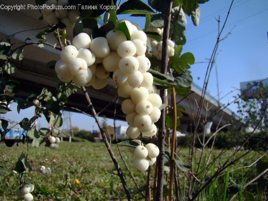Plant, Grapes, Food, Fruit, Fungus