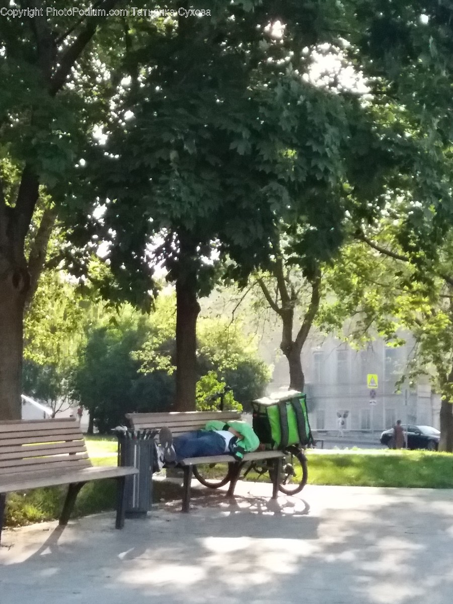 Tree, Plant, Furniture, Bench, Vegetation