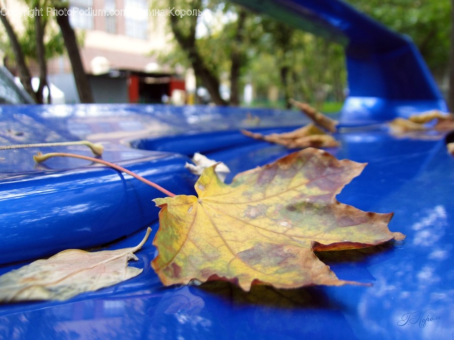 Leaf, Plant, Tree, Maple, Maple Leaf