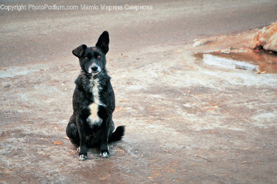Strap, Canine, Animal, Mammal, Dog