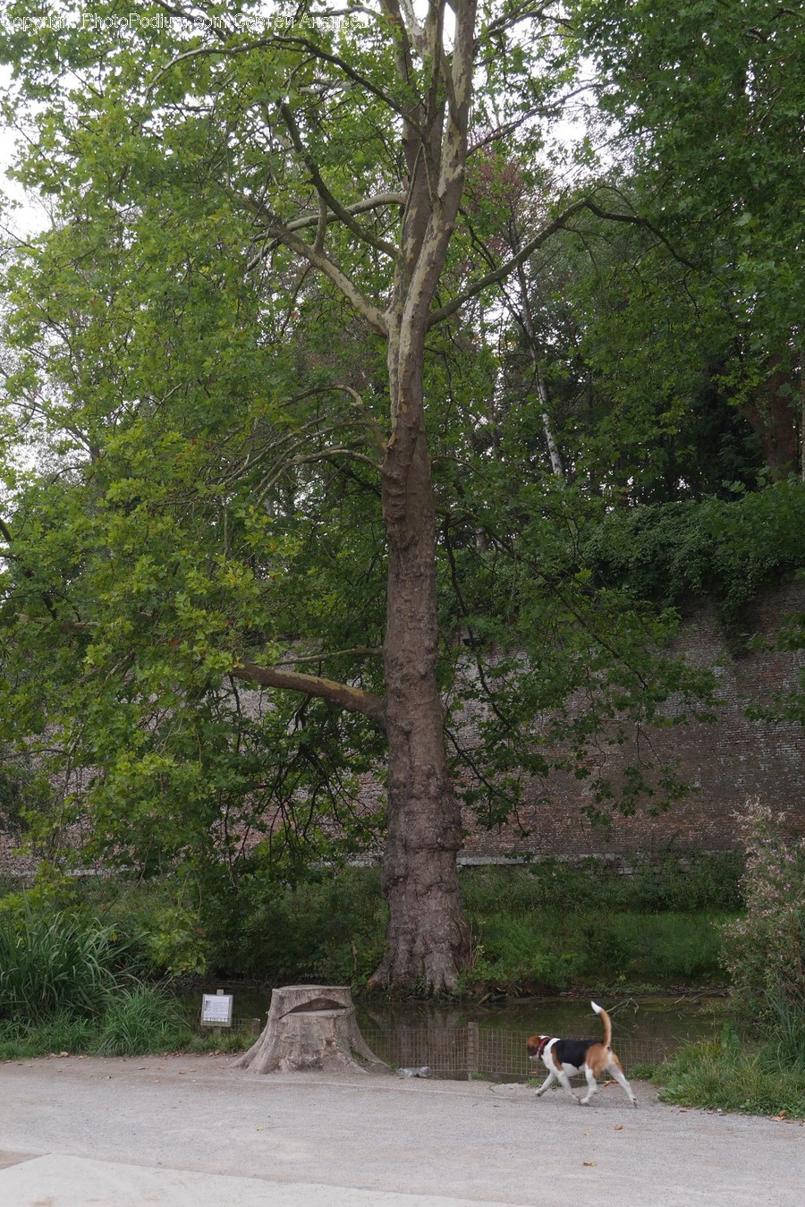 Tree Trunk, Tree, Plant, Dog, Canine