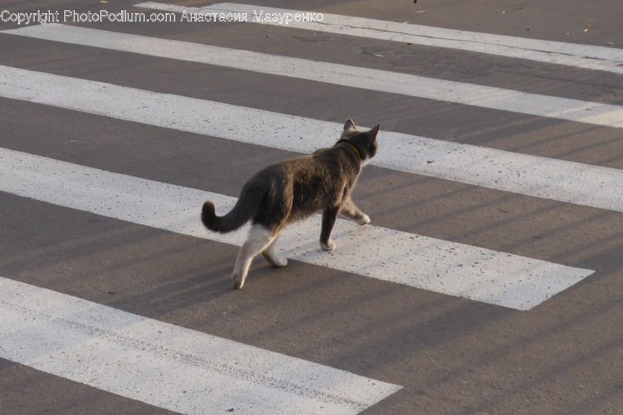 Asphalt, Tarmac, Road, Zebra Crossing, Mammal
