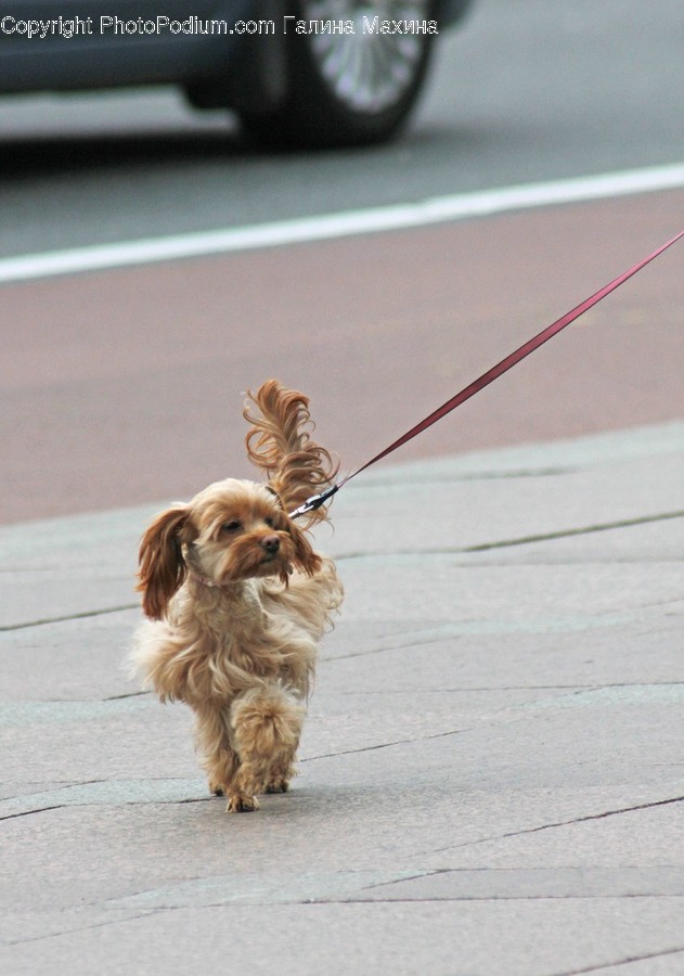 Strap, Leash, Animal, Canine, Dog