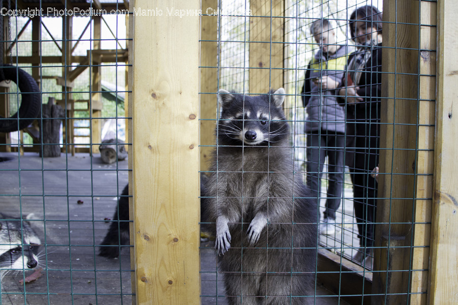 Person, Human, Animal, Mammal, Raccoon