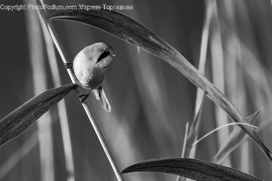 Bird, Animal, Beak, Finch, Plant