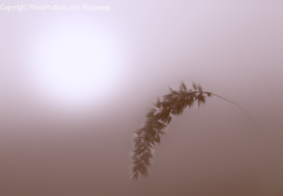 Grass, Plant, Lawn, Light, Flare