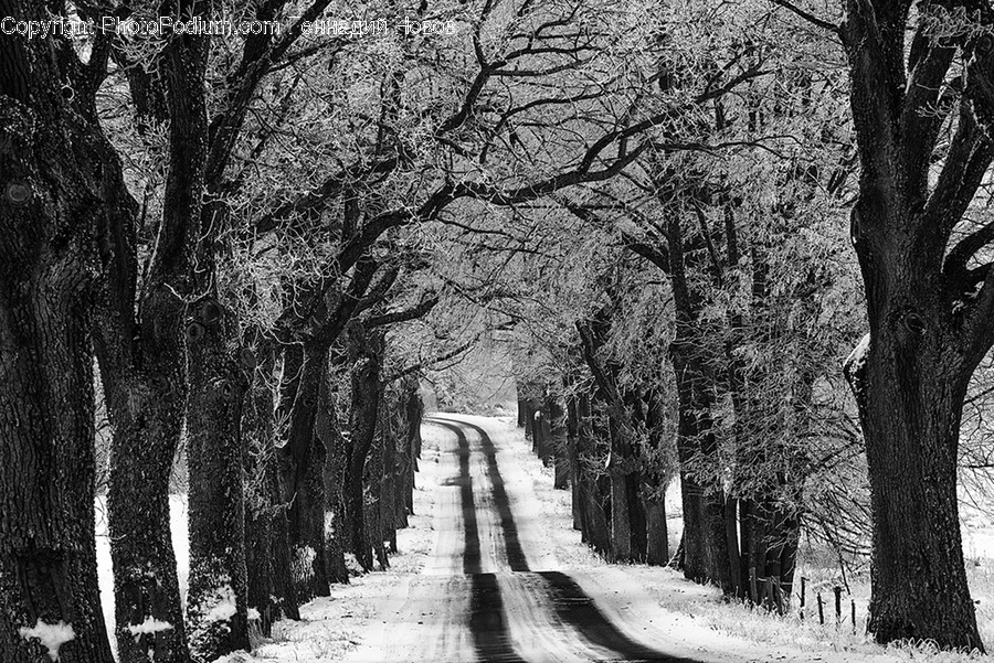 Road, Plant, Tree, Asphalt, Tarmac