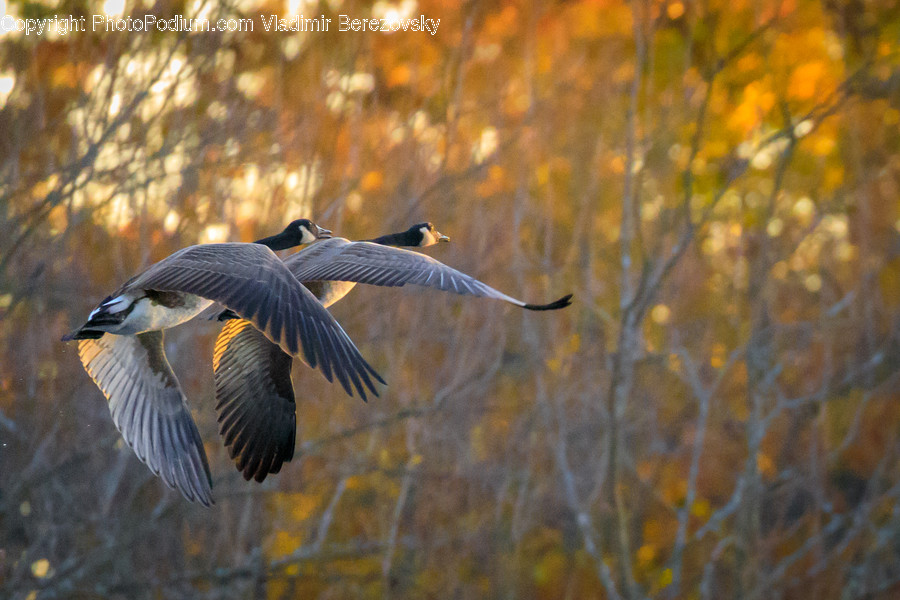 Bird, Animal, Flying, Anhinga, Accipiter