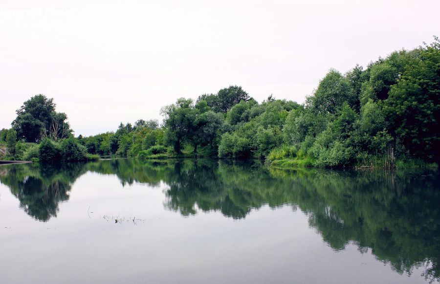 Outdoors, Pond, Water, Forest, Jungle, Rainforest, Vegetation