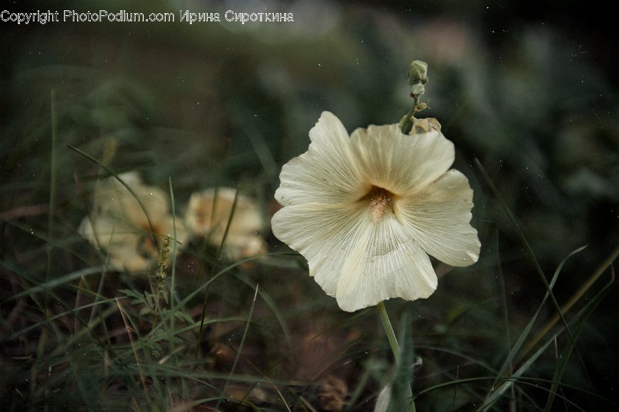Plant, Blossom, Geranium, Flower