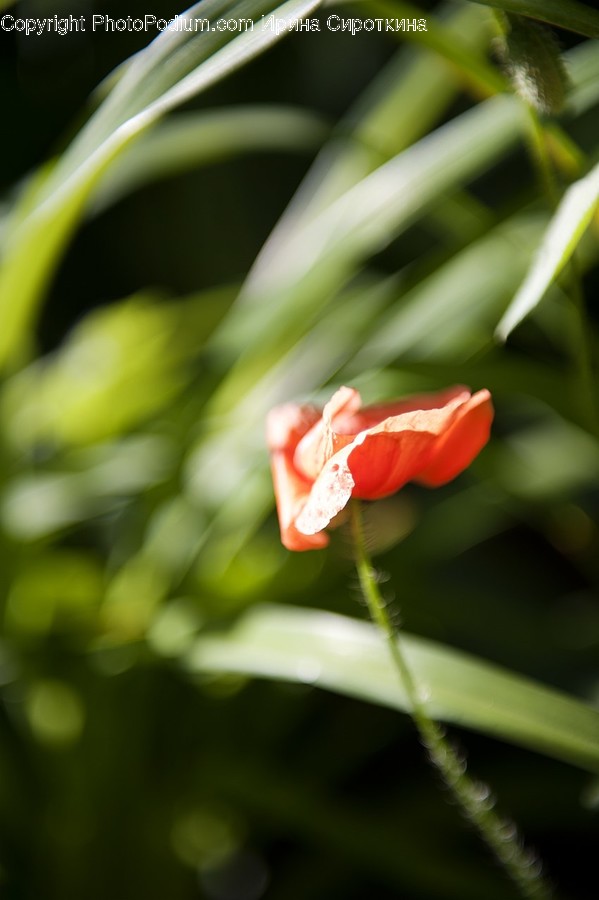 Plant, Blossom, Flower, Poppy, Petal