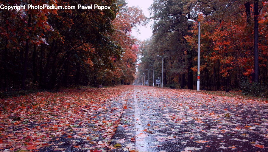 Cobblestone, Pavement, Walkway, Path, Road, Dirt Road, Gravel