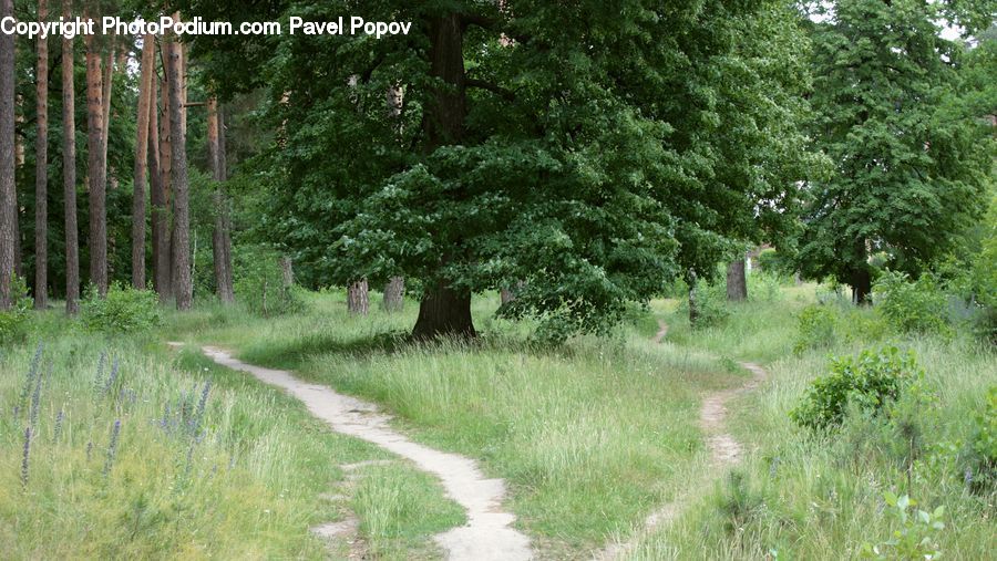 Dirt Road, Gravel, Road, Conifer, Plant, Tree, Wood
