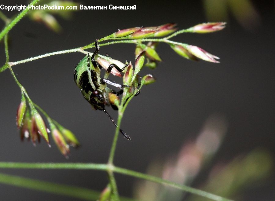 Bee, Hornet, Insect, Invertebrate, Wasp, Cricket Insect, Grasshopper