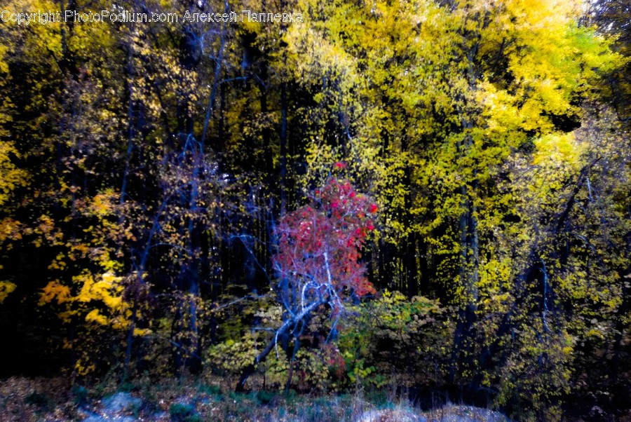 Bush, Vegetation, Plant, Art, Modern Art