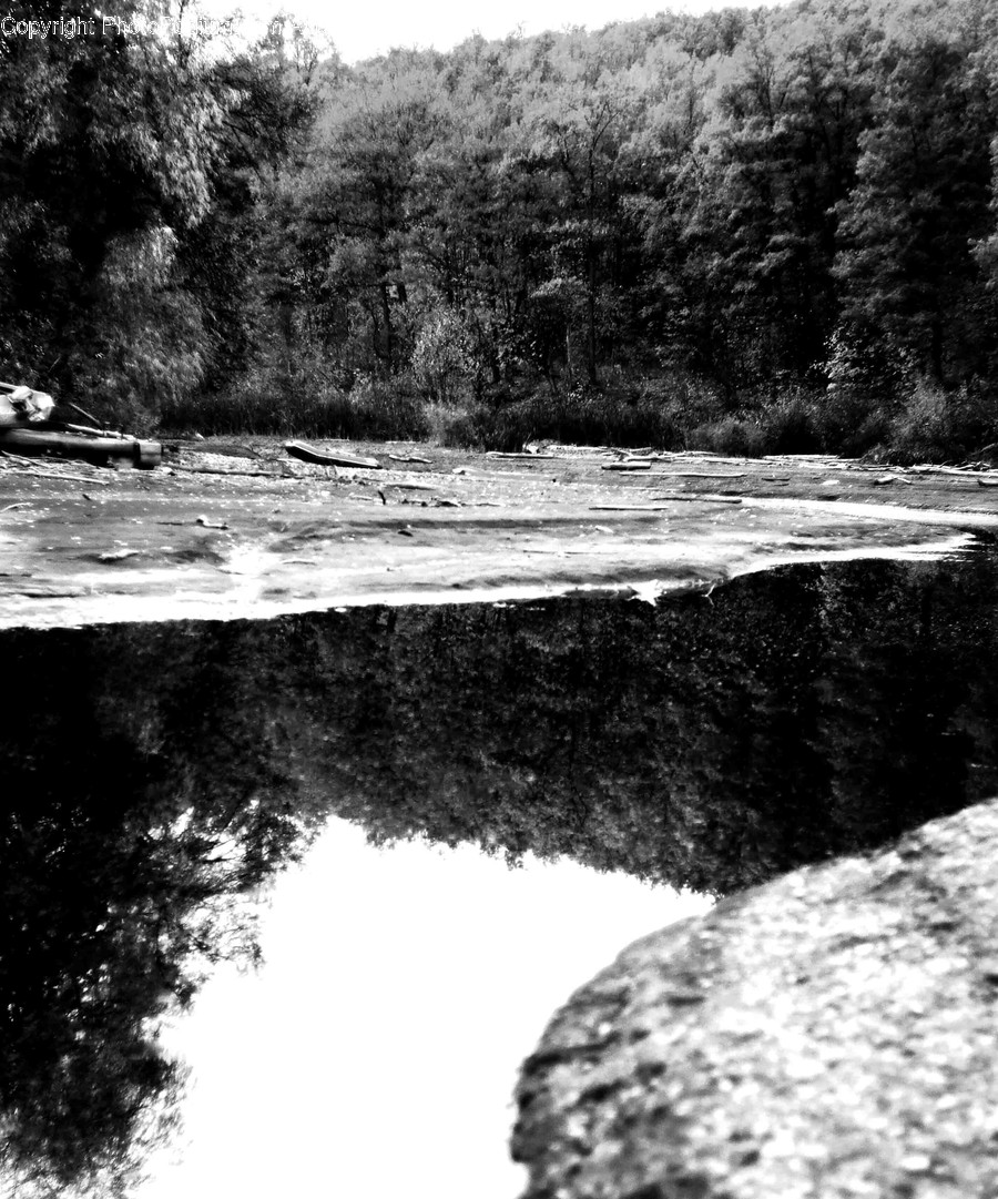 Plant, Tree, Water, Abies, Fir