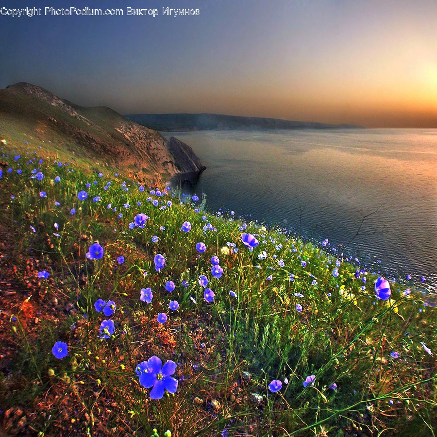 Plant, Outdoors, Nature, Flower, Blossom