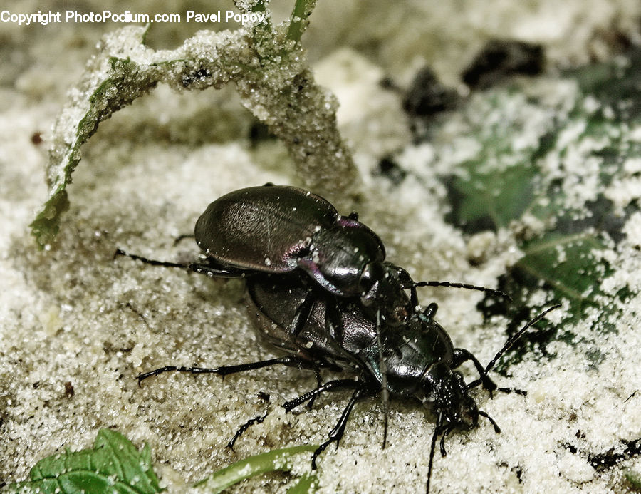 Dung Beetle, Insect, Invertebrate