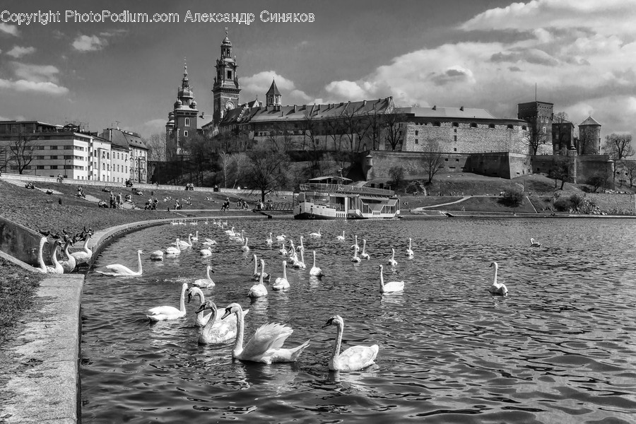 Animal, Bird, Tower, Steeple, Architecture