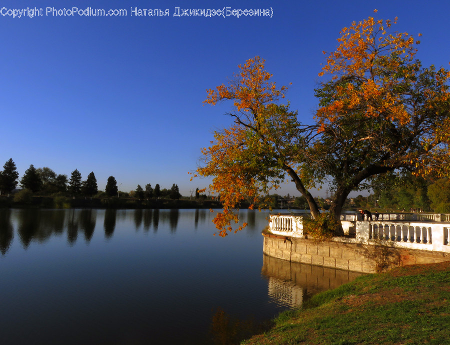Water, Nature, Outdoors, Tree, Plant