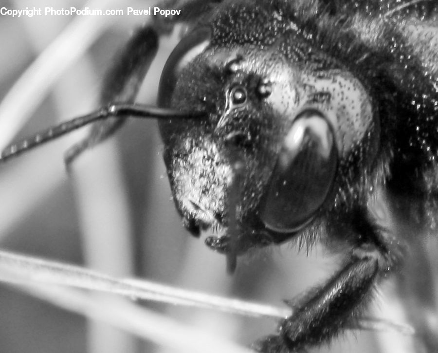 Asilidae, Insect, Arachnid, Garden Spider, Invertebrate, Spider, Andrena