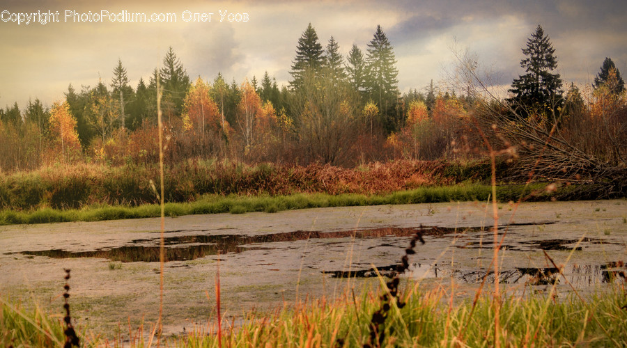 Outdoors, Land, Nature, Water, Tree