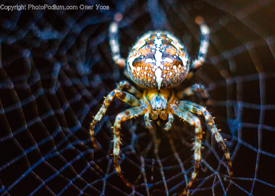 Spider, Insect, Animal, Invertebrate, Garden Spider