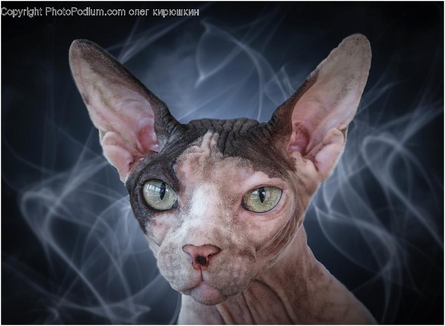 Pet, Cat, Animal, Mammal, Abyssinian