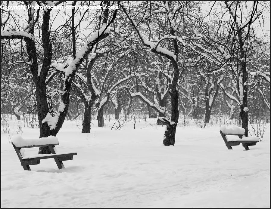 Bench, Oak, Sycamore, Tree, Tree Trunk, Wood, Plant