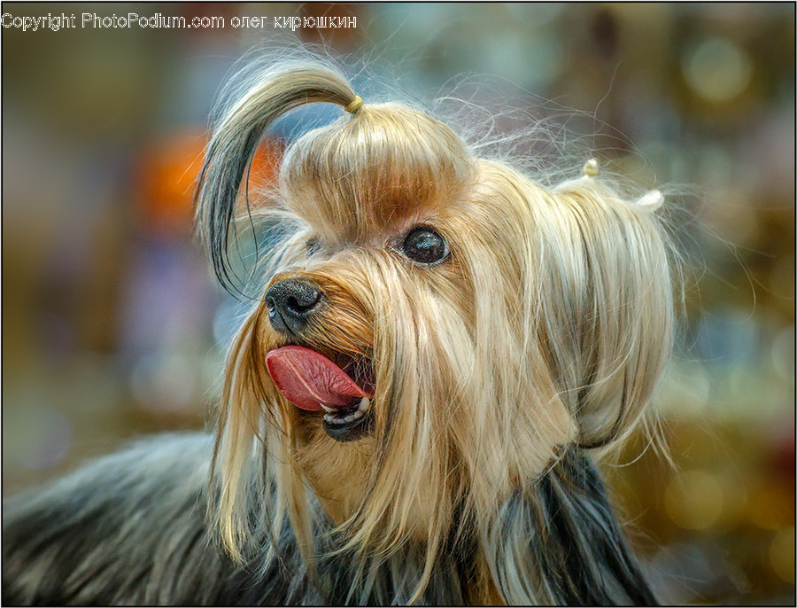 Canine, Animal, Mammal, Dog, Pet