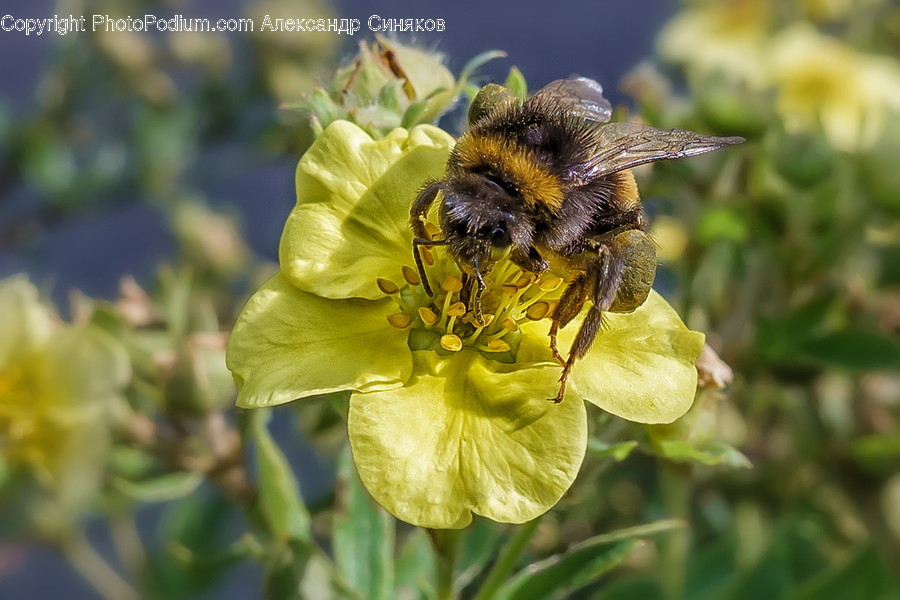Invertebrate, Bee, Animal, Insect, Honey Bee