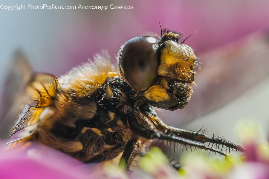 Bee, Honey Bee, Animal, Invertebrate, Insect