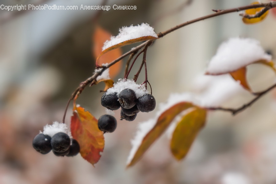 Outdoors, Ice, Nature, Plant, Fruit