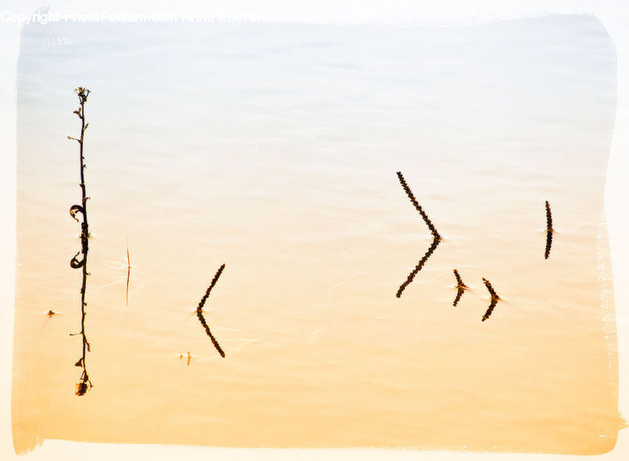 Bird, Crane Bird, Heron, Outdoors, Sand, Soil, Paper