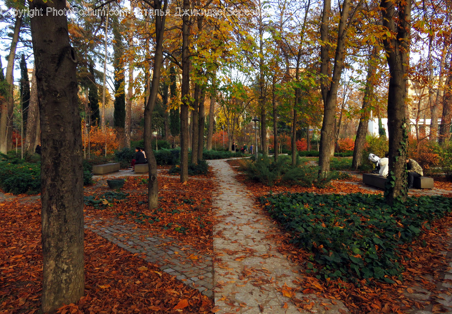 Tree, Plant, Tree Trunk, Leaf, Ground