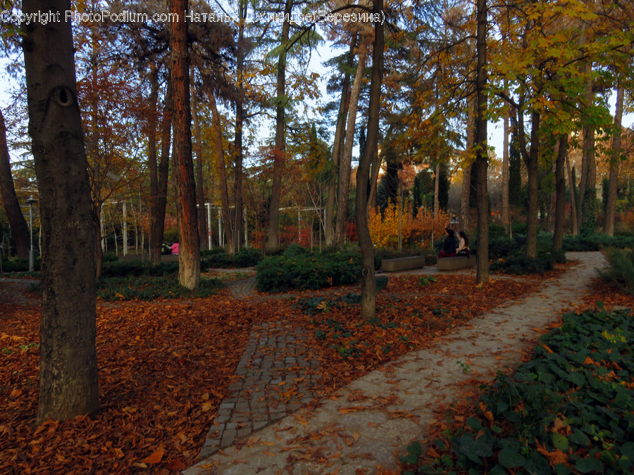 Tree, Plant, Tree Trunk, Ground, Person