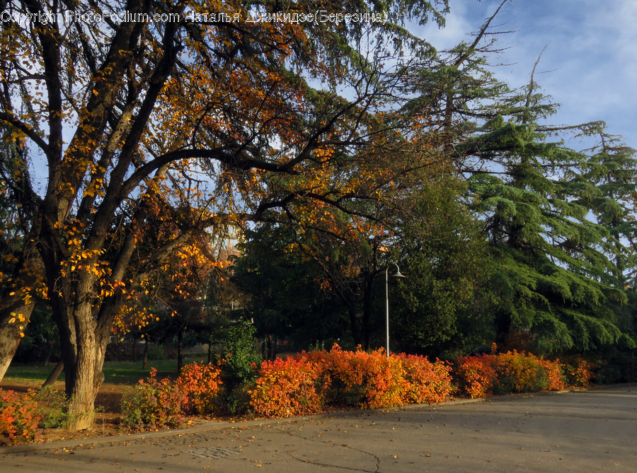Tree, Plant, Tree Trunk, Leaf, Abies