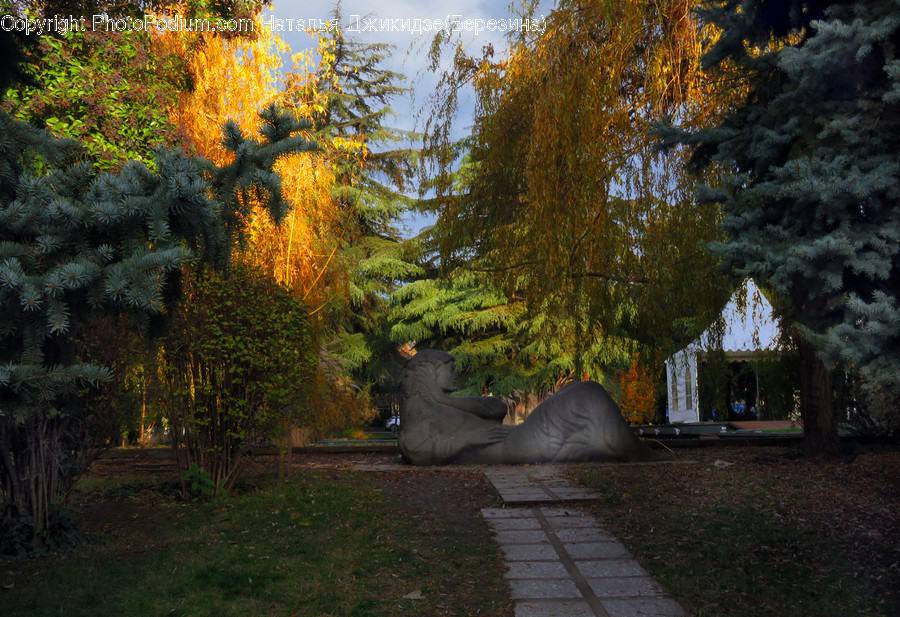 Plant, Tree, Abies, Fir, Conifer