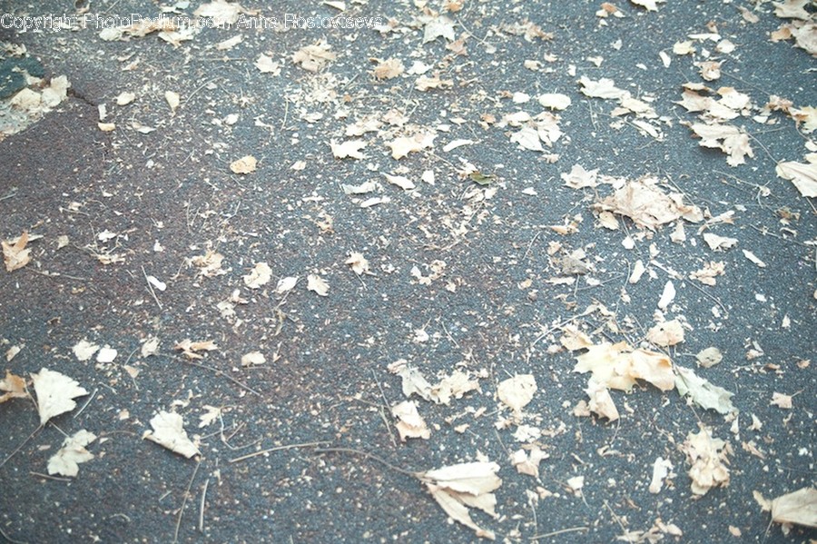 Leaf, Plant, Ground, Asphalt, Tarmac