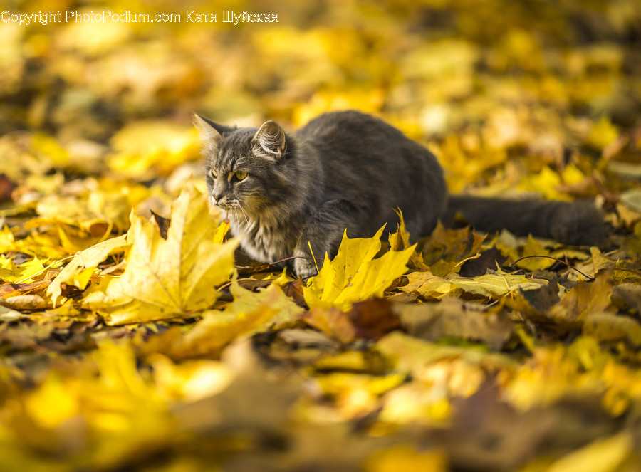 Plant, Leaf, Animal, Pet, Manx