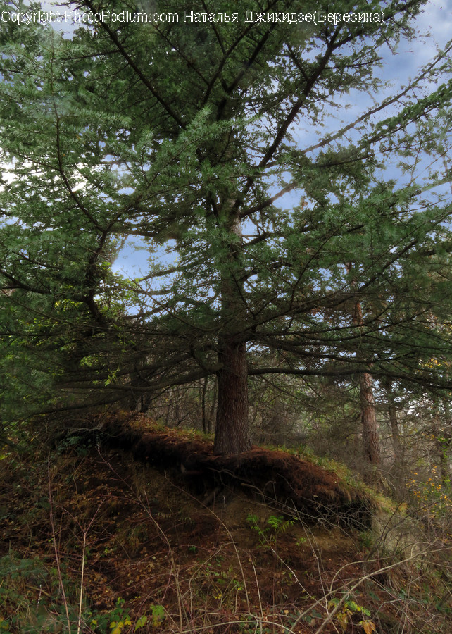 Plant, Tree, Conifer, Fir, Abies