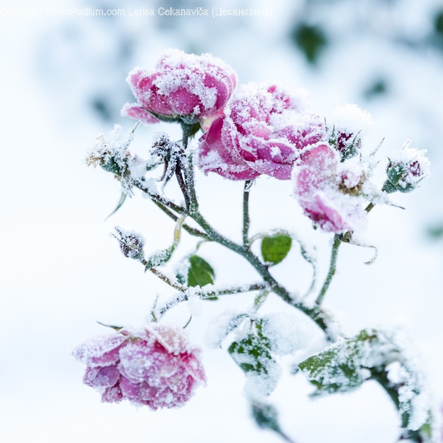 Nature, Outdoors, Ice, Snow, Frost