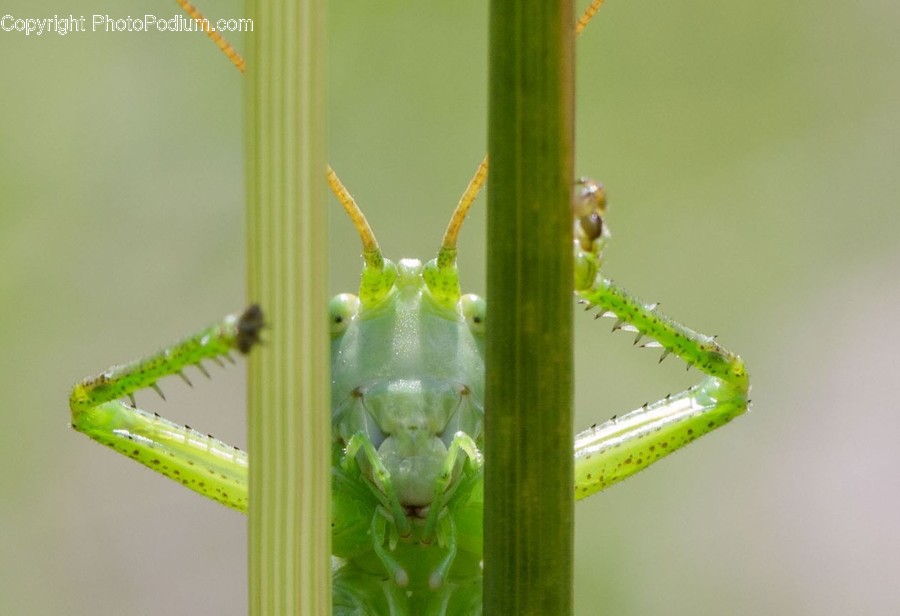 Animal, Cricket Insect, Invertebrate, Insect, Grasshopper