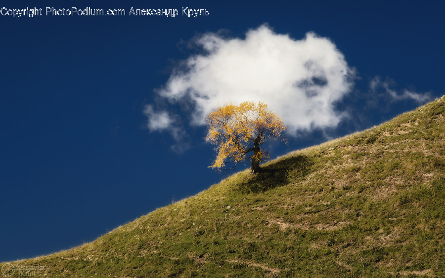 Outdoors, Field, Grassland, Nature, Tree