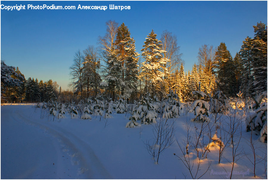 Conifer, Larch, Tree, Wood, Fir, Plant, Pine